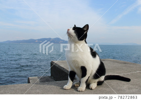 堤防の上で空を見上げる佐柳島の猫 78272863