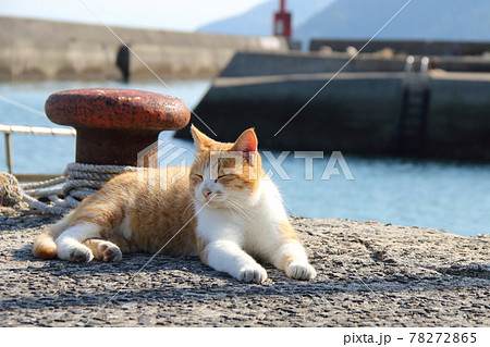 瀬戸内海の島の猫【佐柳島】 78272865