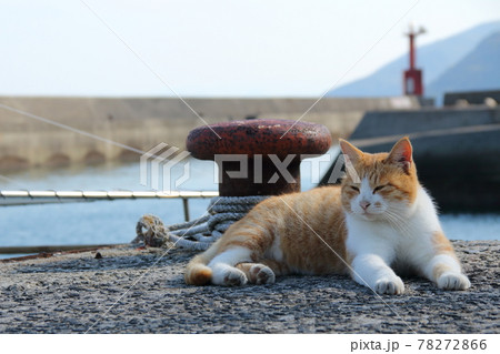 瀬戸内海の島の猫【佐柳島】 瀬戸内海の島の猫【佐柳島】 78272866