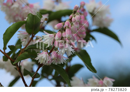 春の公園に咲くサラサウツギの白とピンクの複色の花 78273820