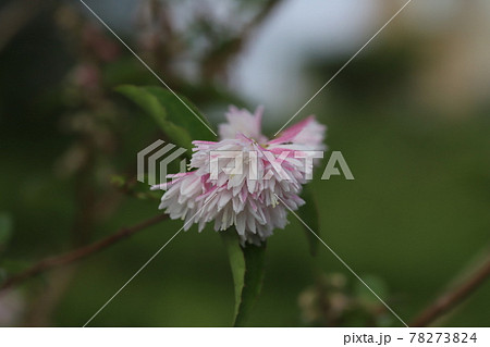 春の公園に咲くサラサウツギの白とピンクの複色の花 78273824
