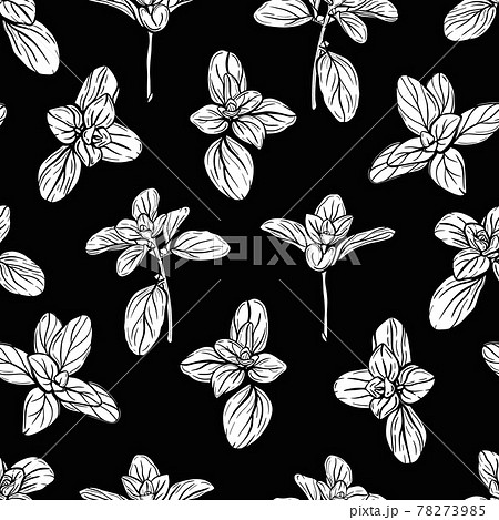 Basil Pattern Italian Herbs Vector Illustrationのイラスト素材