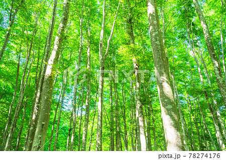 新緑・エコイメージ 78274176