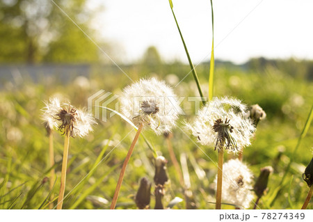 White dandelion field in sunlight close up 78274349