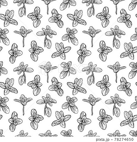 Basil Pattern Italian Herbs A Sprig Of Marjoramのイラスト素材