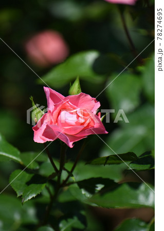 バラの花 バラの花 78274695