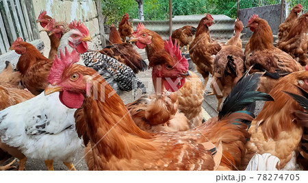 Free range farm roosters on small village farm Free range farm roosters on small village farm 78274705