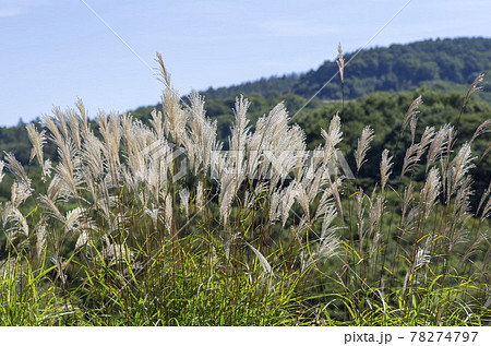 ススキ ススキ 78274797