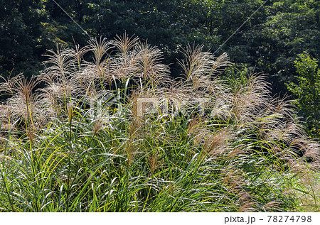 ススキ ススキ 78274798