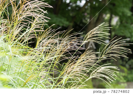 ススキ ススキ 78274802
