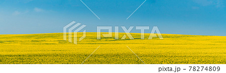 Rural Landscape With Blossom Of Canola Colza Yellow Flowers. Rapeseed, Oilseed Field Meadow. Panorama. Rural Landscape With Blossom Of Canola Colza Yellow Flowers. Rapeseed, Oilseed Field Meadow. Panorama. 78274809