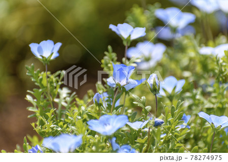富田さとにわ耕園 ネモフィラ 富田さとにわ耕園 ネモフィラ 78274975