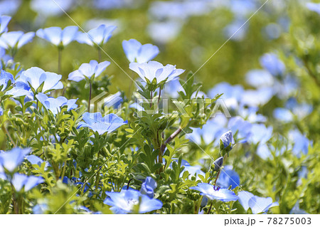 富田さとにわ耕園　ネモフィラ 78275003