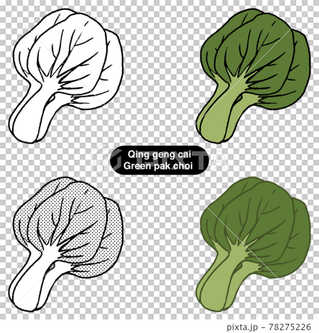 Bok Choy 01-Line Art_Color Bok Choy 01-Line Art_Color 78275226