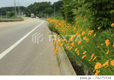 田植え 高麗人参 ノン 78275538