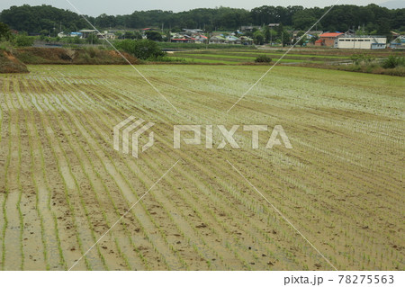 田植え 高麗人参 ノン 78275563