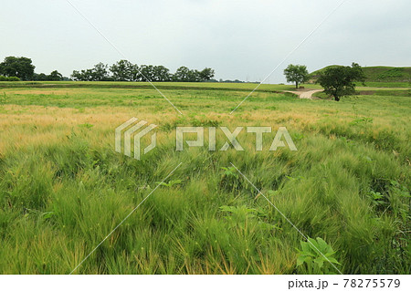田植え 高麗人参 ノン 78275579