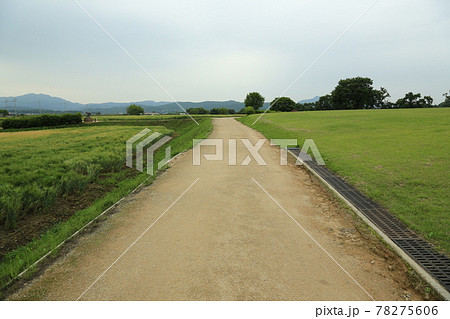 田植え 高麗人参 ノン 78275606