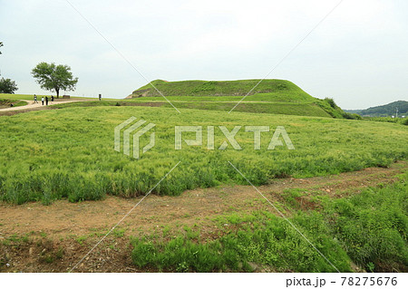 田植え 高麗人参 ノン 78275676