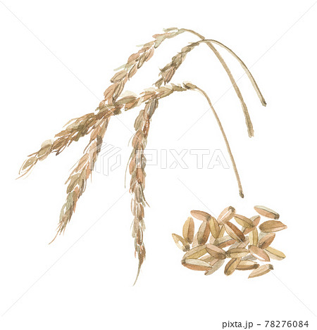 スペルト小麦　穂と粒 78276084