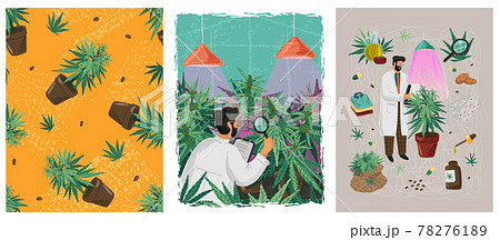 Scientist And Doctor Examines The Cannabis のイラスト素材 7761