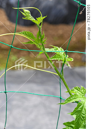 ネットに絡まりだしたアバシゴーヤ 78276505
