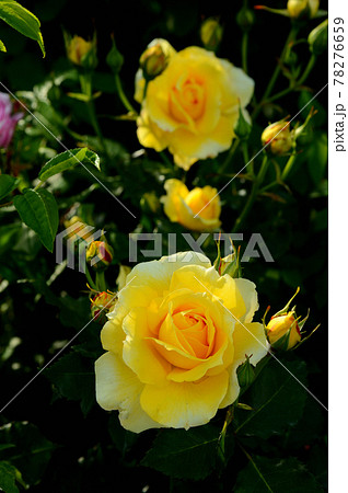 満開のバラ 78276659