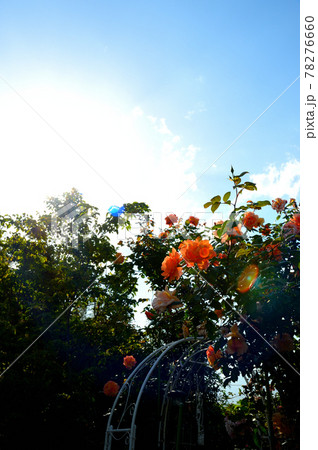 満開のバラ 78276660