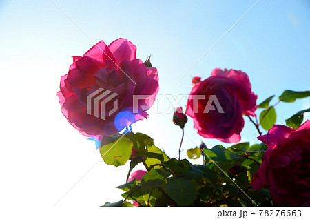 満開のバラ 78276663