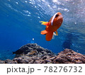 海の中 78276732