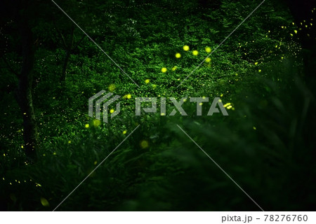 ヒメボタル舞う　地上の天の川 78276760