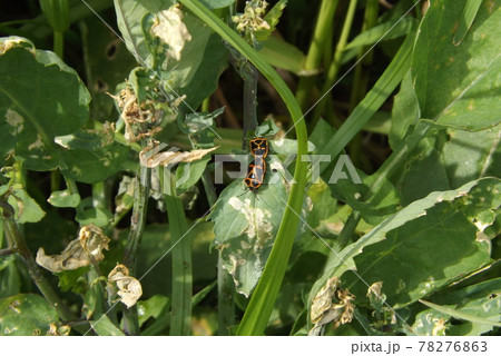 交尾中のナガメ 交尾中のナガメ 78276863