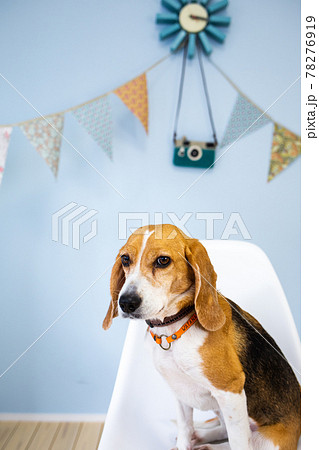 子供部屋で椅子に上手にお座りするビーグル犬 78276919