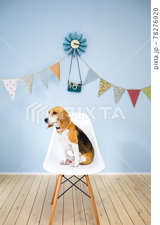 子供部屋で椅子に上手にお座りするビーグル犬 78276920