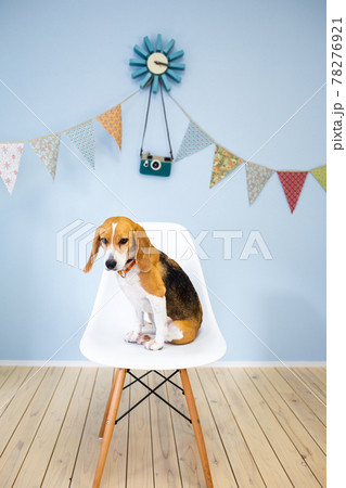 子供部屋で椅子に上手にお座りするビーグル犬 78276921