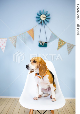 子供部屋で椅子に上手にお座りするビーグル犬 78276923