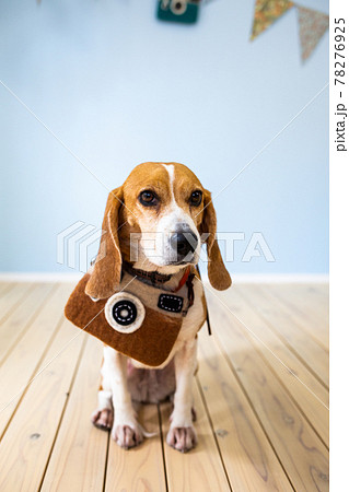 子供部屋にて首にカメラ型のポシェットをかけてお座りするビーグル犬の写真素材 [78276925] - PIXTA