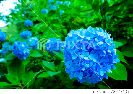 《神奈川県》北鎌倉・明月院 紫陽花 《神奈川県》北鎌倉・明月院 紫陽花 78277137