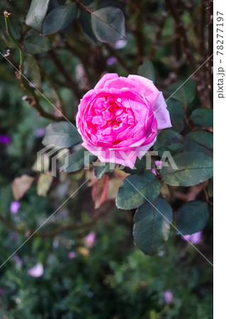 バラ 薔薇 ローズ ガーデン ピンク パープル 大輪 落ち着いた 美しい 綺麗 バラ 薔薇 ローズ ガーデン ピンク パープル 大輪 落ち着いた 美しい 綺麗 78277197