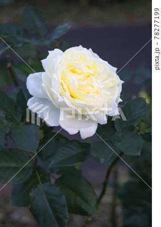 白い 薔薇 バラ ローズ ガーデン 美しい 綺麗 可憐 落ち着いた ホワイト 白い 薔薇 バラ ローズ ガーデン 美しい 綺麗 可憐 落ち着いた ホワイト 78277199