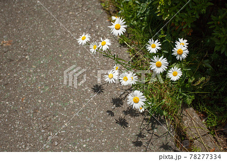 道端に咲いている白い花の写真素材