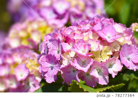 可愛い花びらの紫陽花の花の写真素材