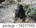 ゴリラの子供 ゴリラの子供 78277365