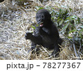ゴリラの子供 ゴリラの子供 78277367