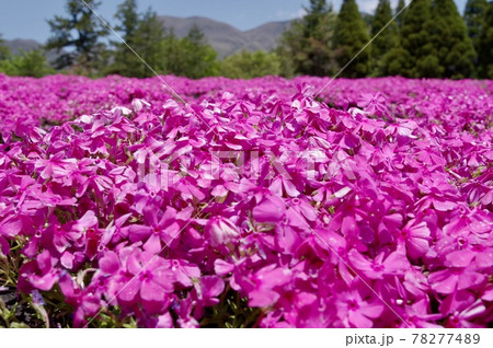 一面に広がっているシバザクラ 78277489