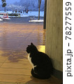 公園の屋根の下で雨宿りをする猫 78277559