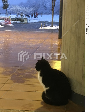 公園の屋根の下で雨宿りをする猫 78277559
