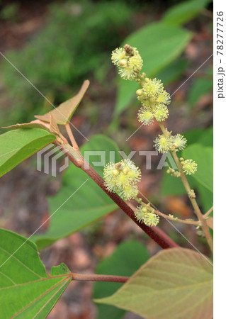 アカメガシワの雄花 アカメガシワの雄花 78277726