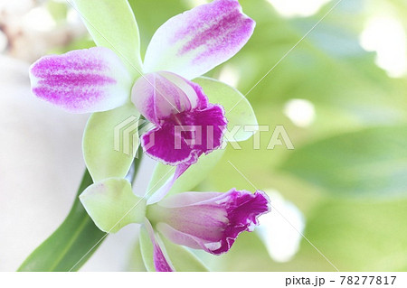 カトレア リトルスピリット 黄緑色の花弁にピンクのくさび入り カトレア リトルスピリット 黄緑色の花弁にピンクのくさび入り 78277817