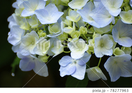 ≪京都 福知山 丹州観音寺のあじさい≫ 初夏 梅雨イメージ ≪京都 福知山 丹州観音寺のあじさい≫ 初夏 梅雨イメージ 78277963